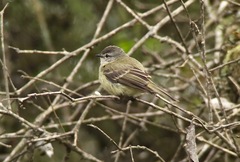 Phyllomyias griseocapilla