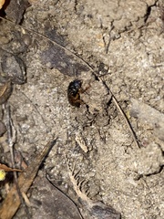 Anisodactylus sanctaecrucis