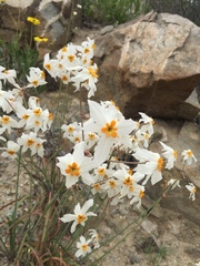Leucocoryne coronata