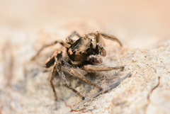 Habronattus borealis