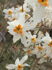 Leucocoryne coronata