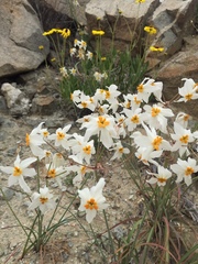 Leucocoryne coronata