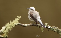 Fluvicola nengeta