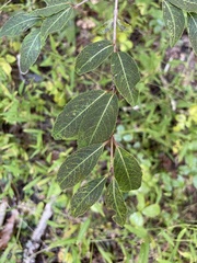 Viburnum prunifolium