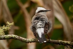 Fluvicola nengeta