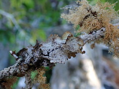 Platismatia norvegica