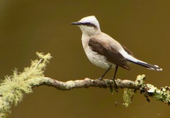 Fluvicola nengeta