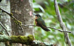 Heliodoxa rubricauda