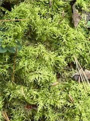 Hylocomium splendens