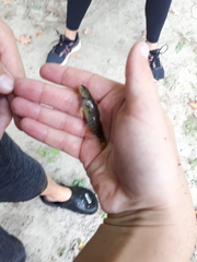 Etheostoma caeruleum