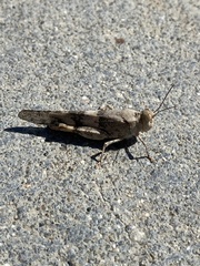 Trimerotropis pseudofasciata