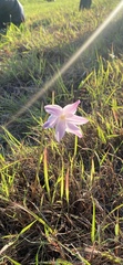 Zephyranthes robusta