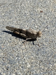 Trimerotropis pseudofasciata