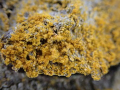 Trentepohlia aurea