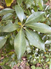 Kalmia