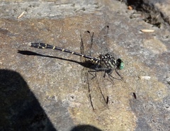 Stylogomphus albistylus