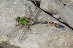 Ophiogomphus rupinsulensis
