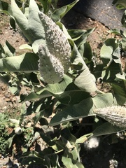 Asclepias speciosa