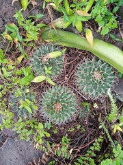 Mammillaria magnimamma