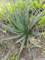 Agave lechuguilla