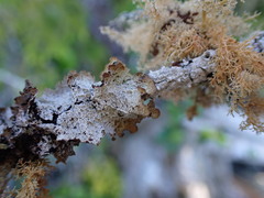 Platismatia norvegica