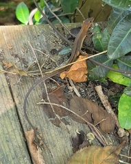 Takydromus tachydromoides