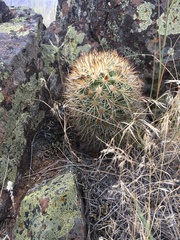 Pediocactus nigrispinus