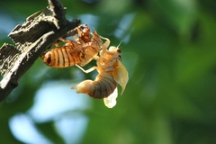 Magicicada septendecim