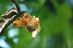 Magicicada septendecim