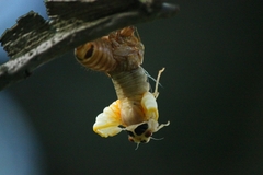 Magicicada septendecim