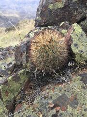 Pediocactus nigrispinus