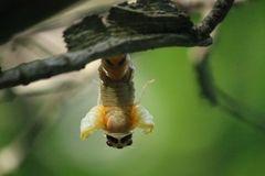 Magicicada septendecim