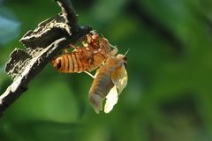 Magicicada septendecim