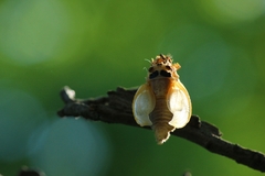 Magicicada septendecim