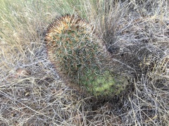 Pediocactus nigrispinus