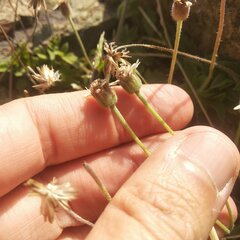 Tridax mexicana