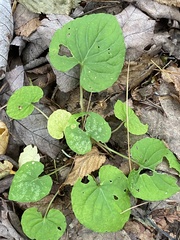 Viola rotundifolia