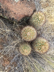 Pediocactus nigrispinus