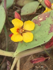 Erythrostemon angulatus