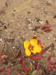 Erythrostemon angulatus