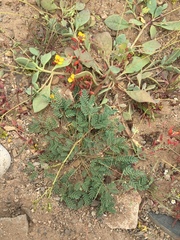 Erythrostemon angulatus