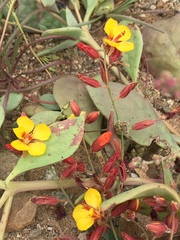 Erythrostemon angulatus