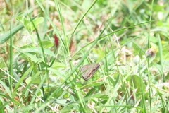 Hermeuptychia hermes