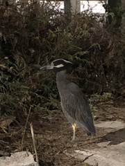 Nyctanassa violacea pauper