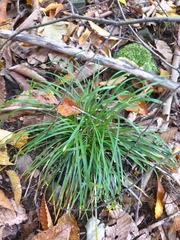 Carex pedunculata