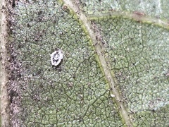 Aleuroplatus coronata