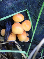 Fungi