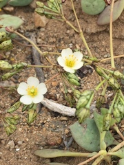 Cistanthe chrysantha
