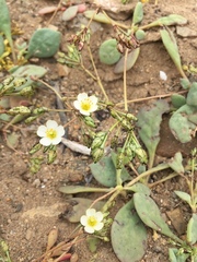 Cistanthe chrysantha