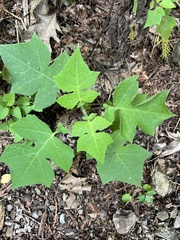 Polymnia canadensis